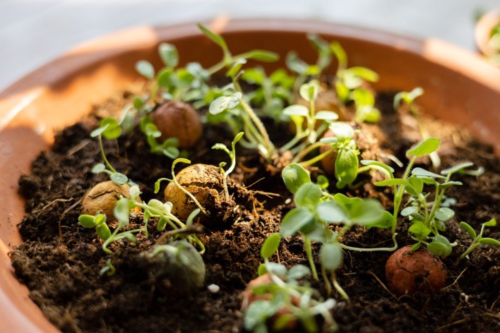 Blumenbox – Des fleurs pour toi