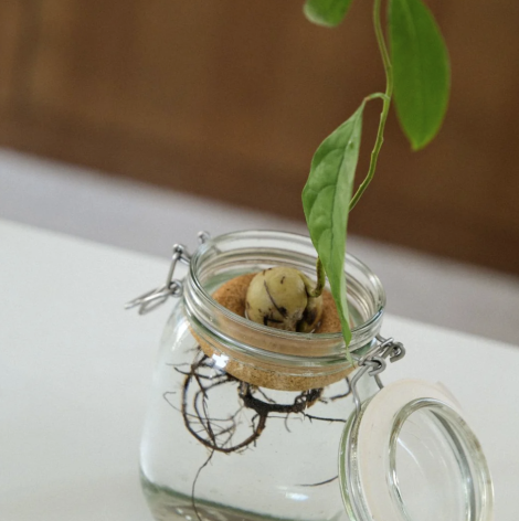 Bouée pour avocat